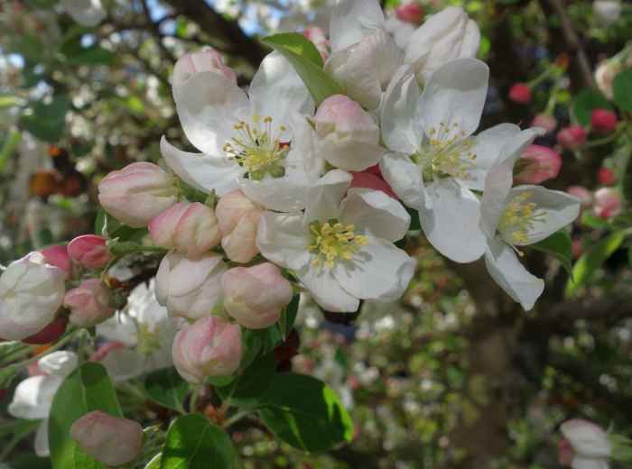 Close-up of cherry blossom branches at different bloom stages 