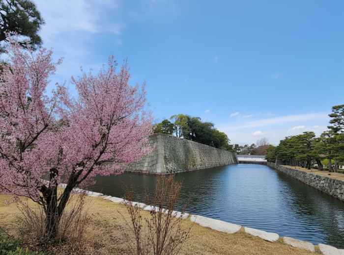 Cherry trees reflected in the inner moat beside stone walls at Nijo Castle, Kyoto