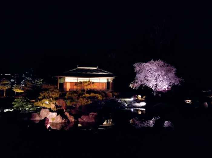 Nijo Castle cherry blossom illumination at night with pavilion reflected in the moat