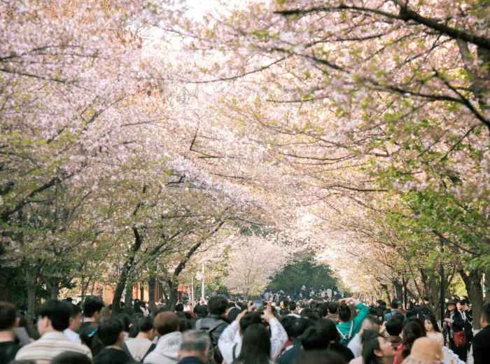 Crowded weekend afternoon at popular cherry blossom spot 