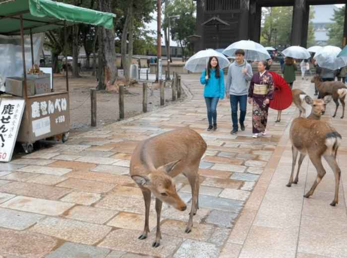Deer bowing for food in Nara Park, Japan, as visitors walk through the temple grounds on a rainy day