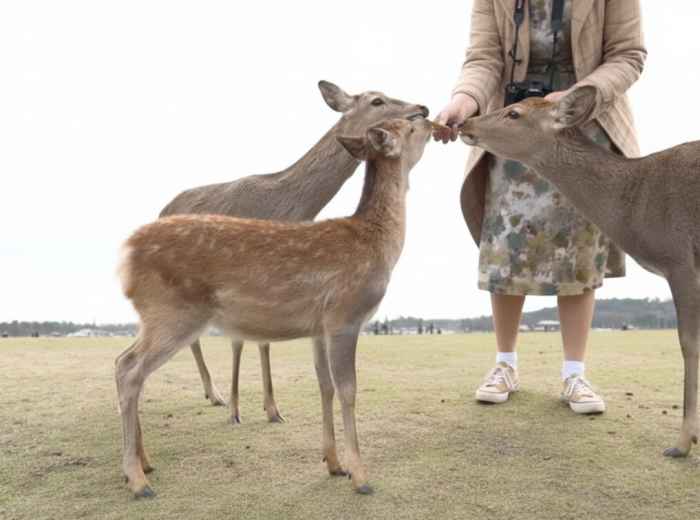 Deer in Nara Park standing near visitors with senbei