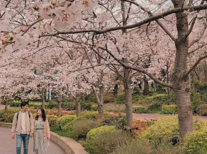 Quiet morning walk under cherry blossoms trees