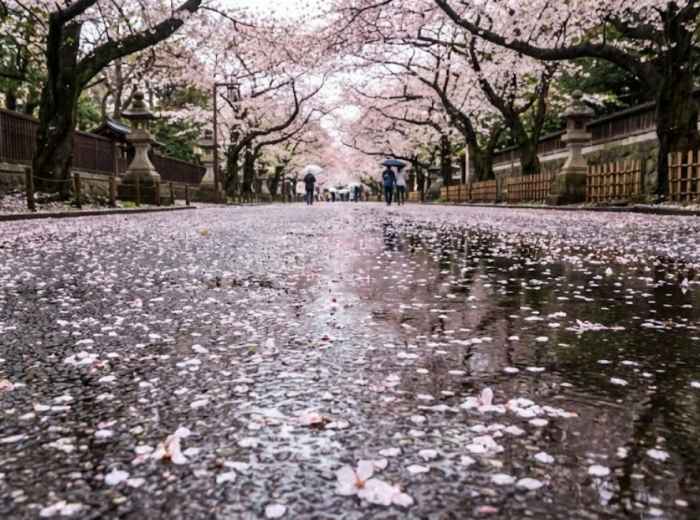 Sakura petals scattered on the ground after the rain