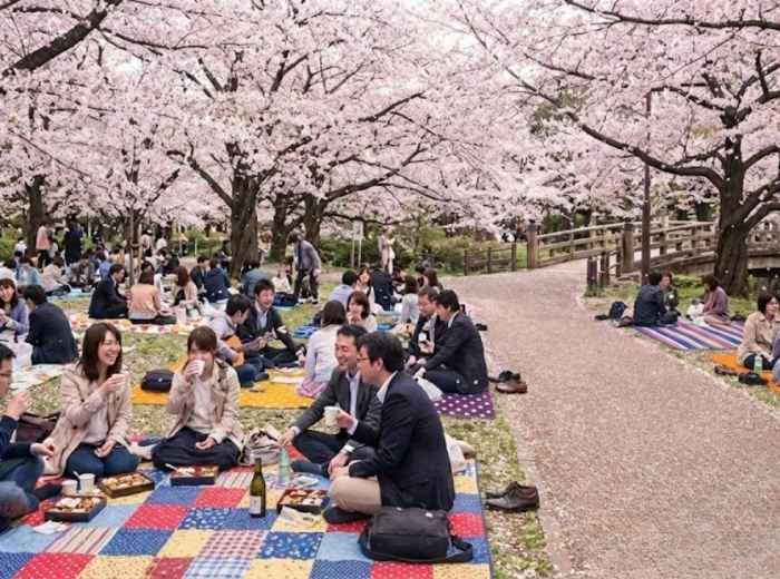 Locals enjoying hanami picnics under the cherry blossom canopies