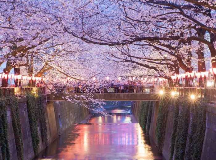Meguro River at dusk with Sakura trees along the path