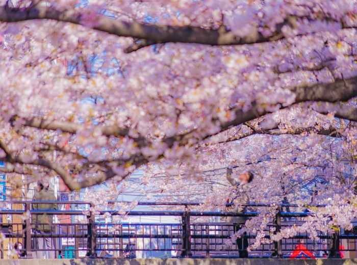 Quiet cherry blossom viewing moment