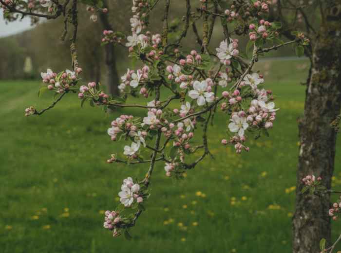 Close-up of cherry blossom buds beginning to open on branch.