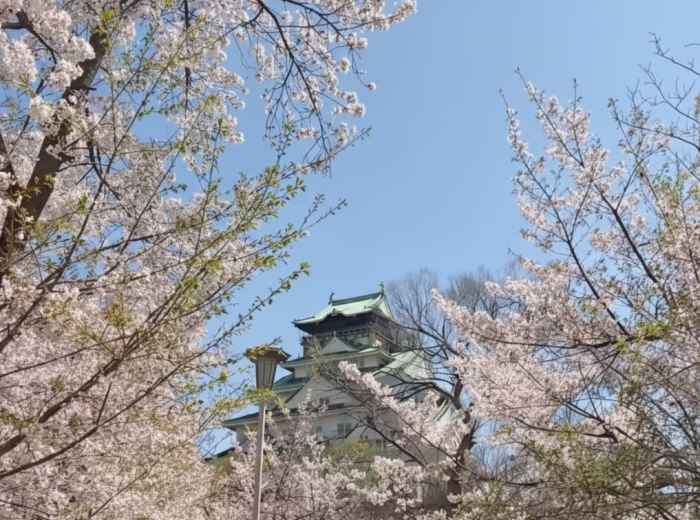 Osaka Castle surrounded by cherry blossom trees in full bloom