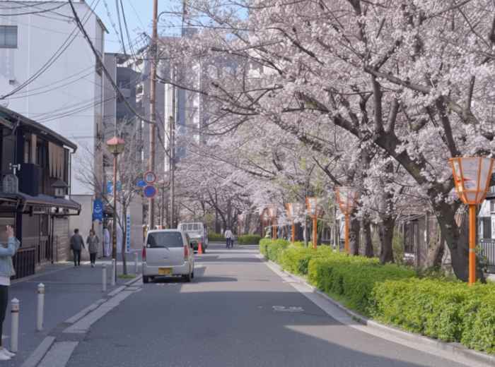 People in Kyoto looking at cherry blossoms