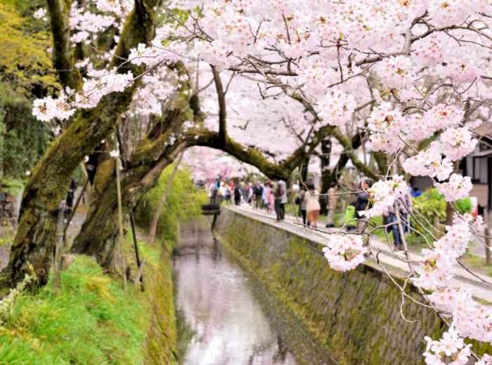 Philosopher's Path lined with cherry blossoms