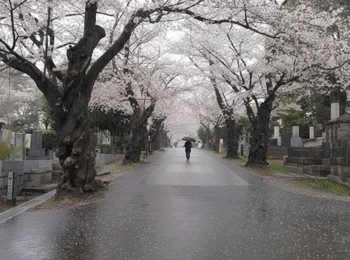 Avenue of weeping cherry trees at Aoyama Cemetery
