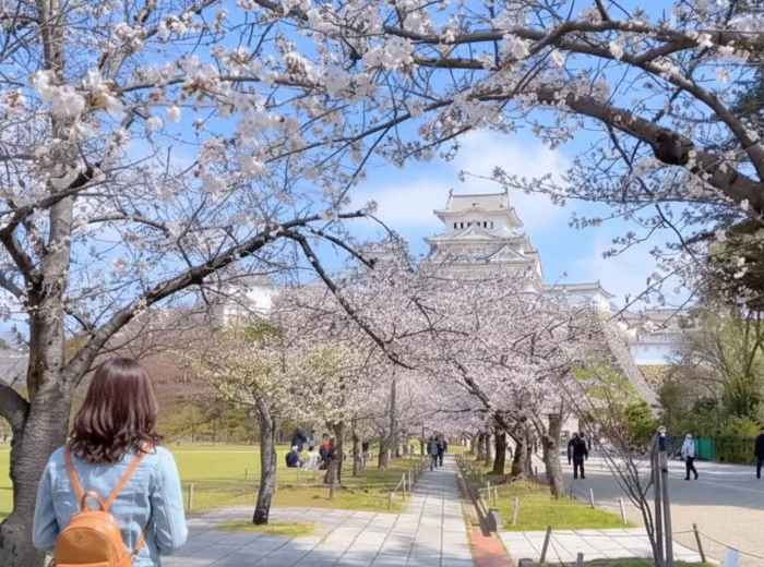 Walking toward Himeji Castle beneath cherry blossoms in spring