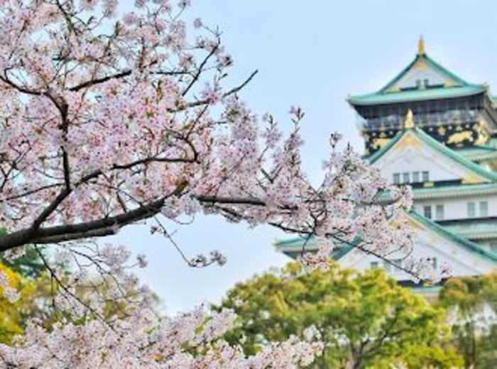 Sakura bloom and Osaka castle
