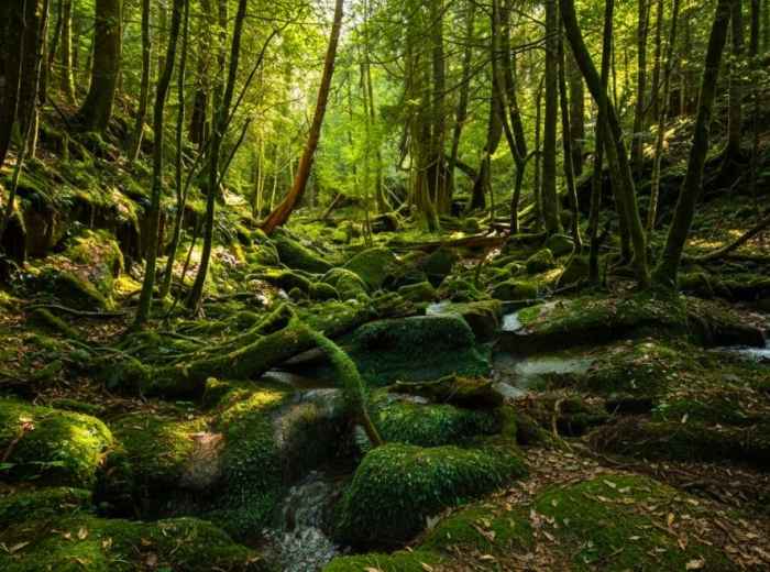 Moss covered cedar forest trail on Yakushima Island