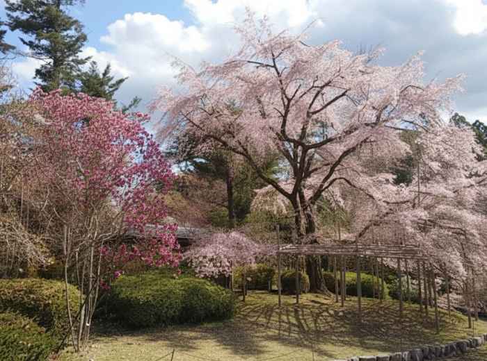 Cherry blossoms in bloom at Kyoto Botanical Garden in early April