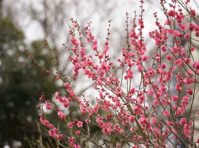 Soft pink plum blossoms opening on bare branches in central Seoul