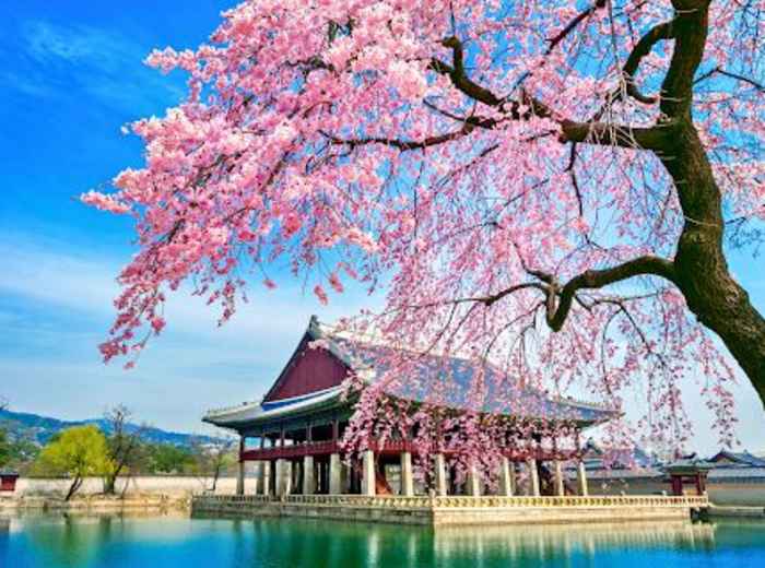 Gyeongbokgung Palace in Spring