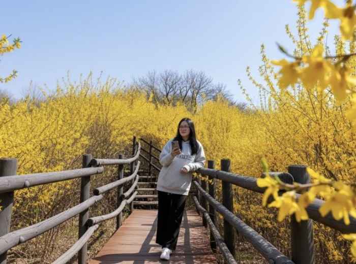 Forsythia lining a quiet walking path in Seoul in late April