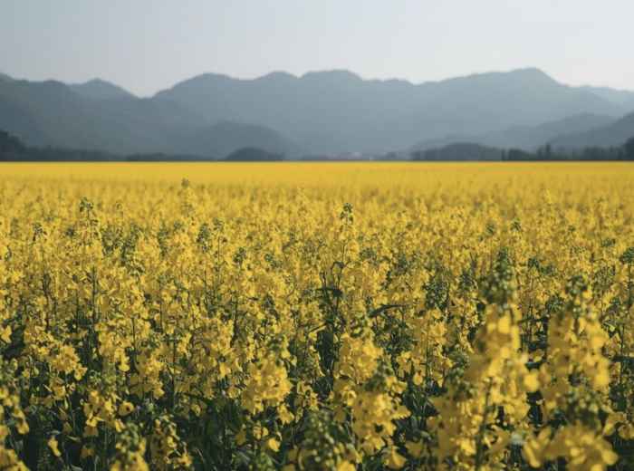 Canola flower fields outside Seoul in early spring