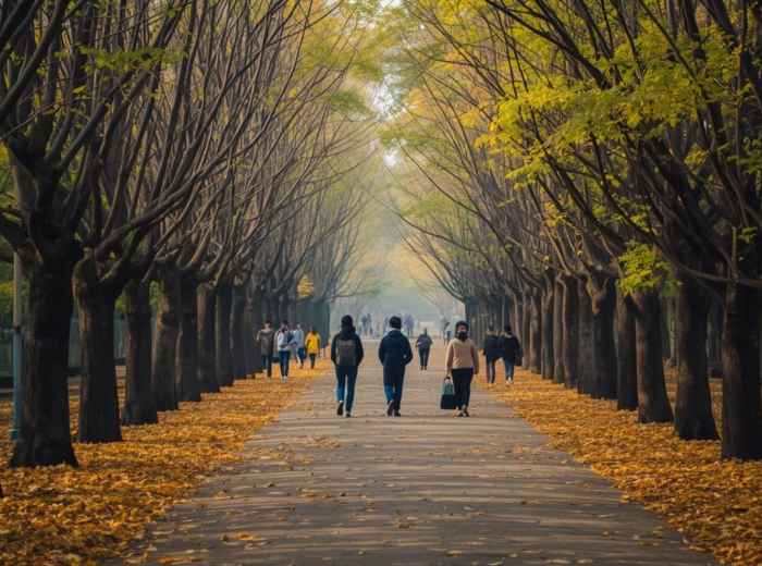Ginkgo tree-lined path at Nami Island in autumn