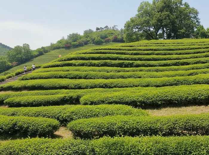 Boseong Tea Fields First-Harvest Season in May