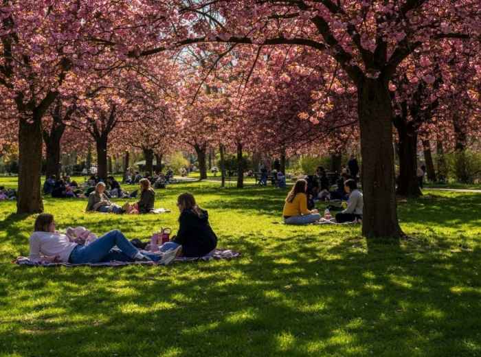 People picnicking at Parc de Sceaux under the cherry blossoms