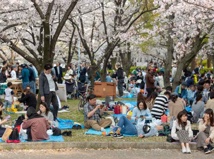  Families enjoying a picnic under cherry blossom trees with the castle visible in the background