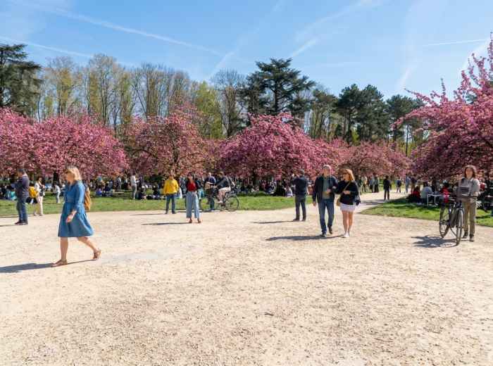 Cherry blossoms and Hanami visitors at Parc de Sceaux 
