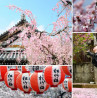 The best Kyoto cherry blossom tours: A guide to sakura season