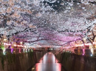 Enjoy parks at night in Tokyo with private guide