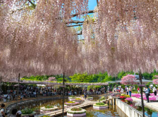 The magical Ashikaga Flower Park