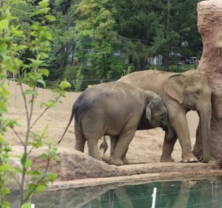 Visit the Sapporo Maruyama Zoo