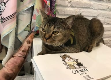 Relax with felines