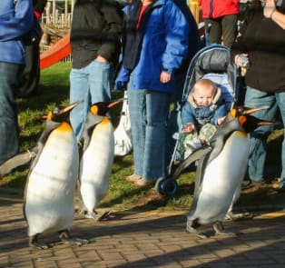 Watch The Penguin Parade At Edinburgh Zoo