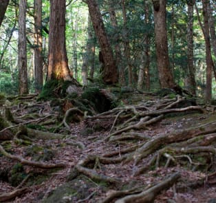 Day trips beyond Mount Fuji, Japan