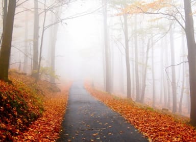 See the foliage during Osaka fall season