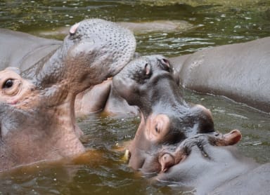 Hiroshima City Asa Zoological Park