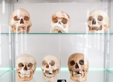 MUSA Anatomy Museum