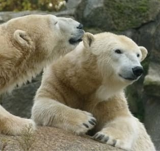Visit the Berlin Zoo