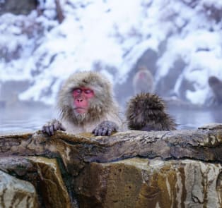 Memorable moments at Jigokudani Monkey Park