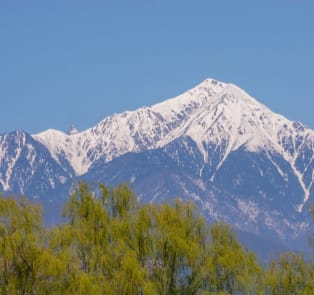 Mount Fuji covered in snow and green trees
