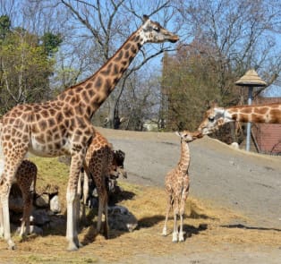 Budapest Zoo and Botanical Garden