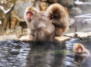 Monkeys sitting and swimming in a hot spring bath