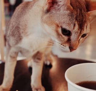Brunch: Avocados, Cats and Coffee