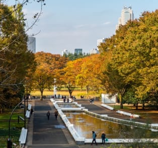 Fall colors in Central Tokyo