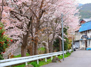 Explore Kyoto's beautiful scenery