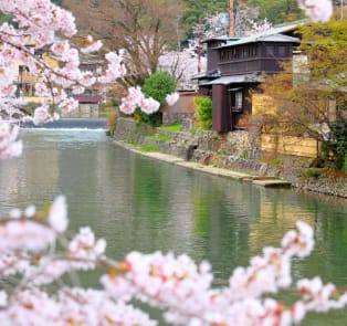 Cherry blossoms in Kyoto, Japan