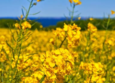 Nokonoshima Island