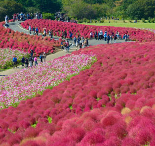 Hitachi Seaside Park beautiful flower display, Japan